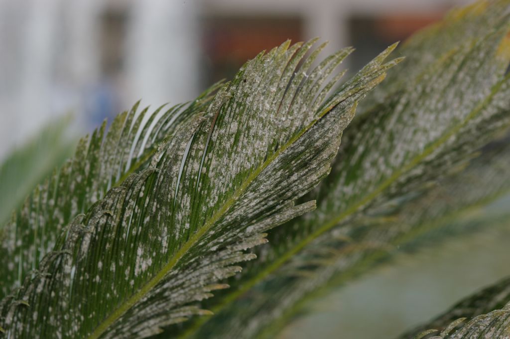 Cocciniglie su Cycas: Pseudococcidae